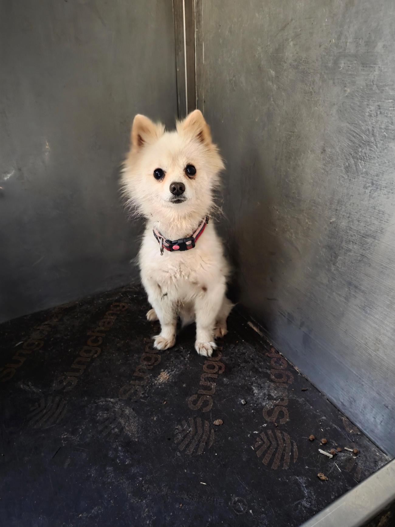 괴산증평동물보호센터_443446202500468